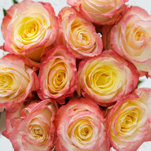 سحر عالي و ناري