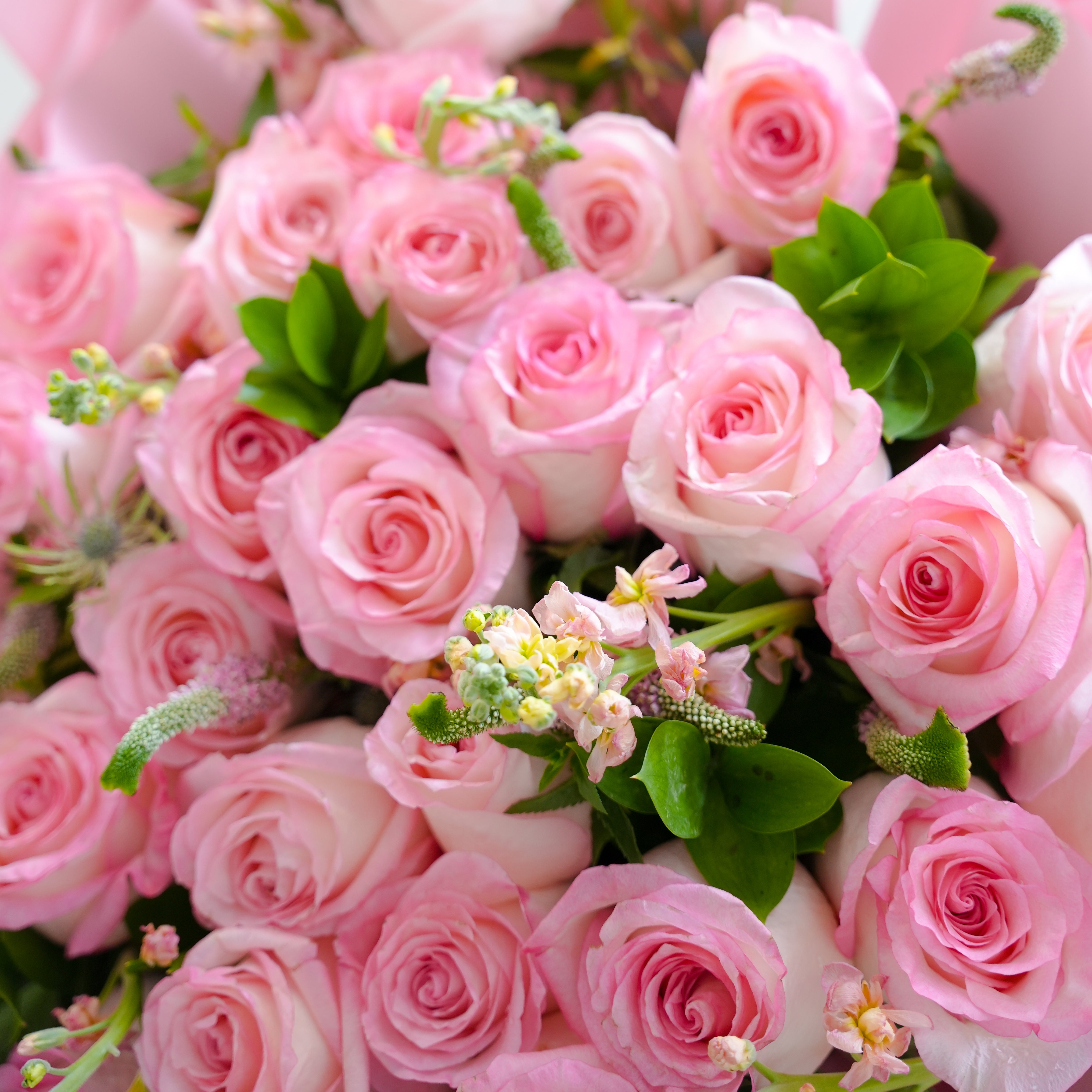 Pink Petals