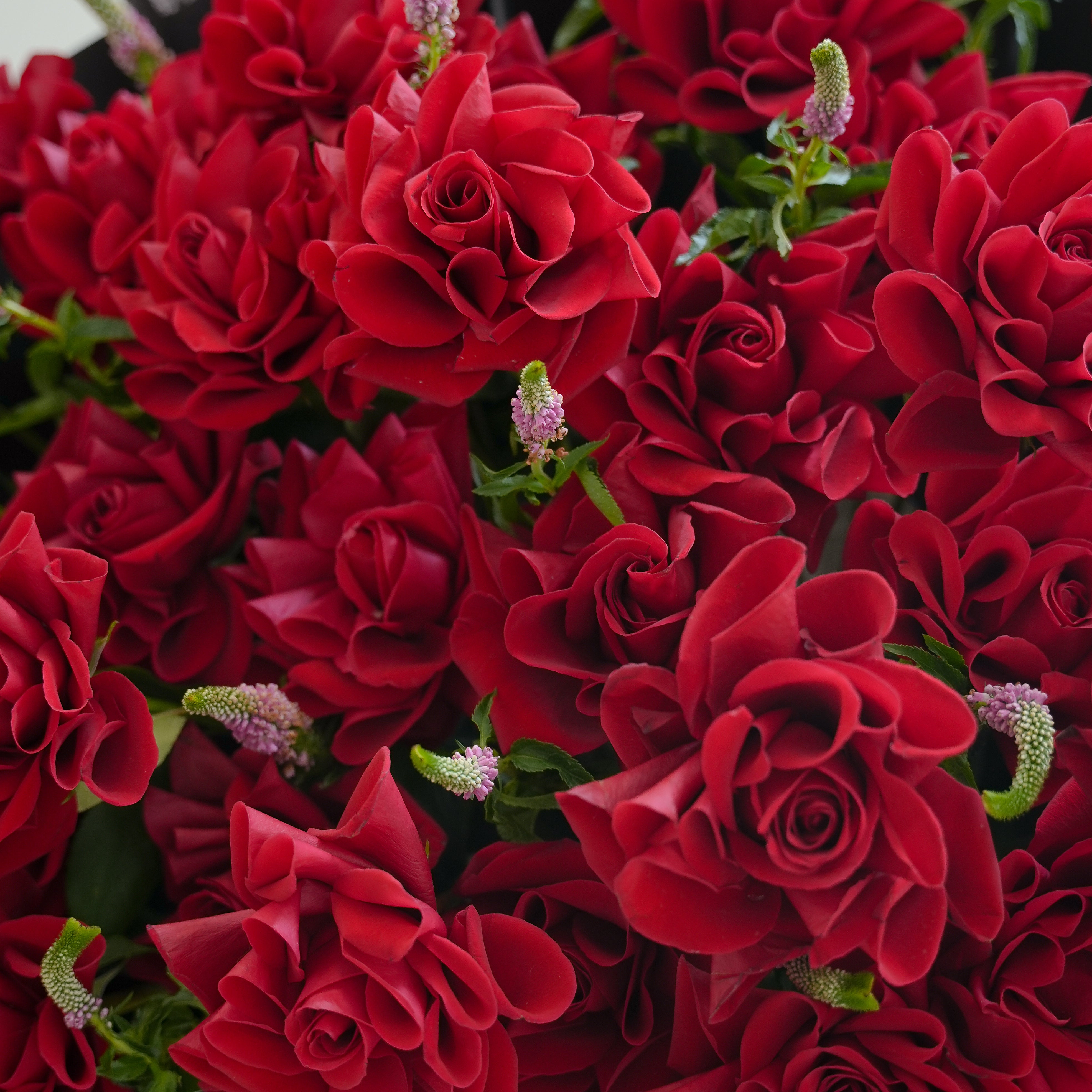Heart of Love